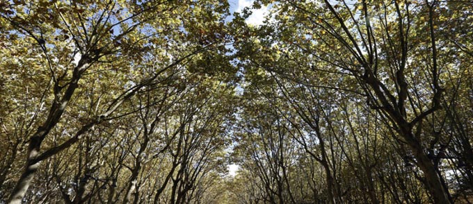 7 ინოვაციური პროექტი