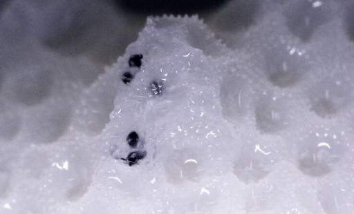 მარჯნის რიფები